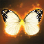 White Butterfly